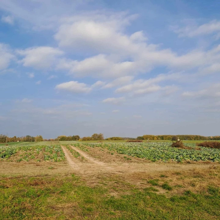 For sale plough-land, pasture, Vecsés