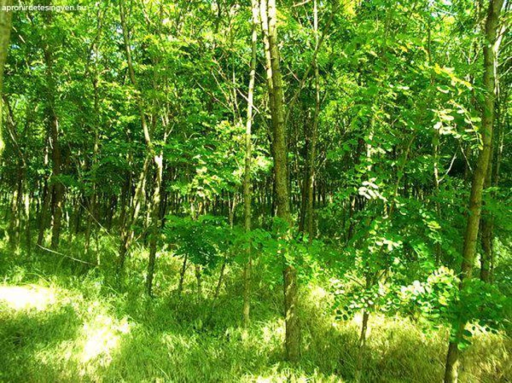 For sale forest, Cered