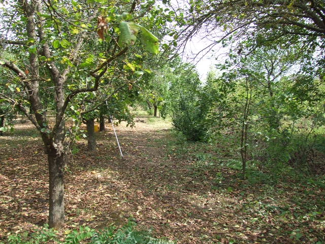 For sale orchard, Gyula