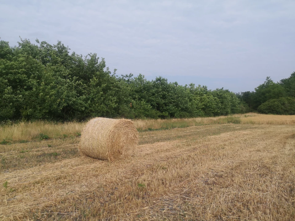 Eladó erdő, Mezőgyán