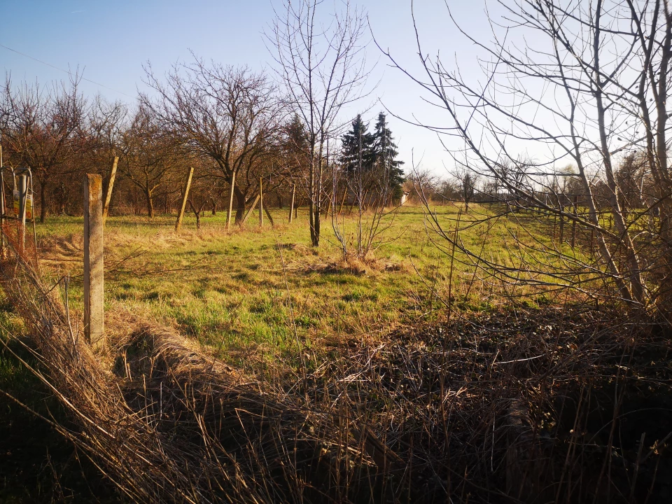 For sale orchard, Gyula, Külsőtörökzugtanya