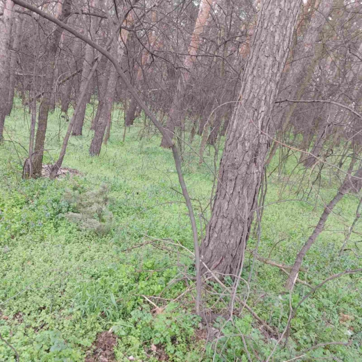 Eladó külterületi telek, Debrecen