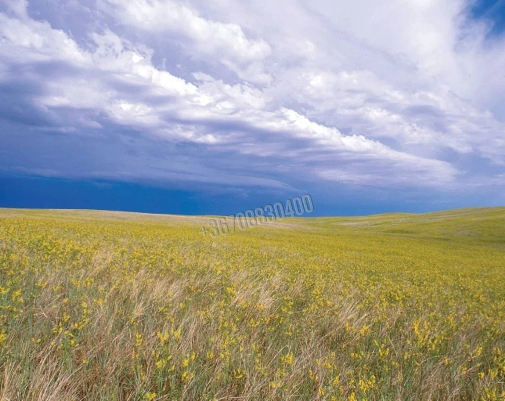 Eladó Építési telek, Dabas, 1445nm, 17990000 Ft