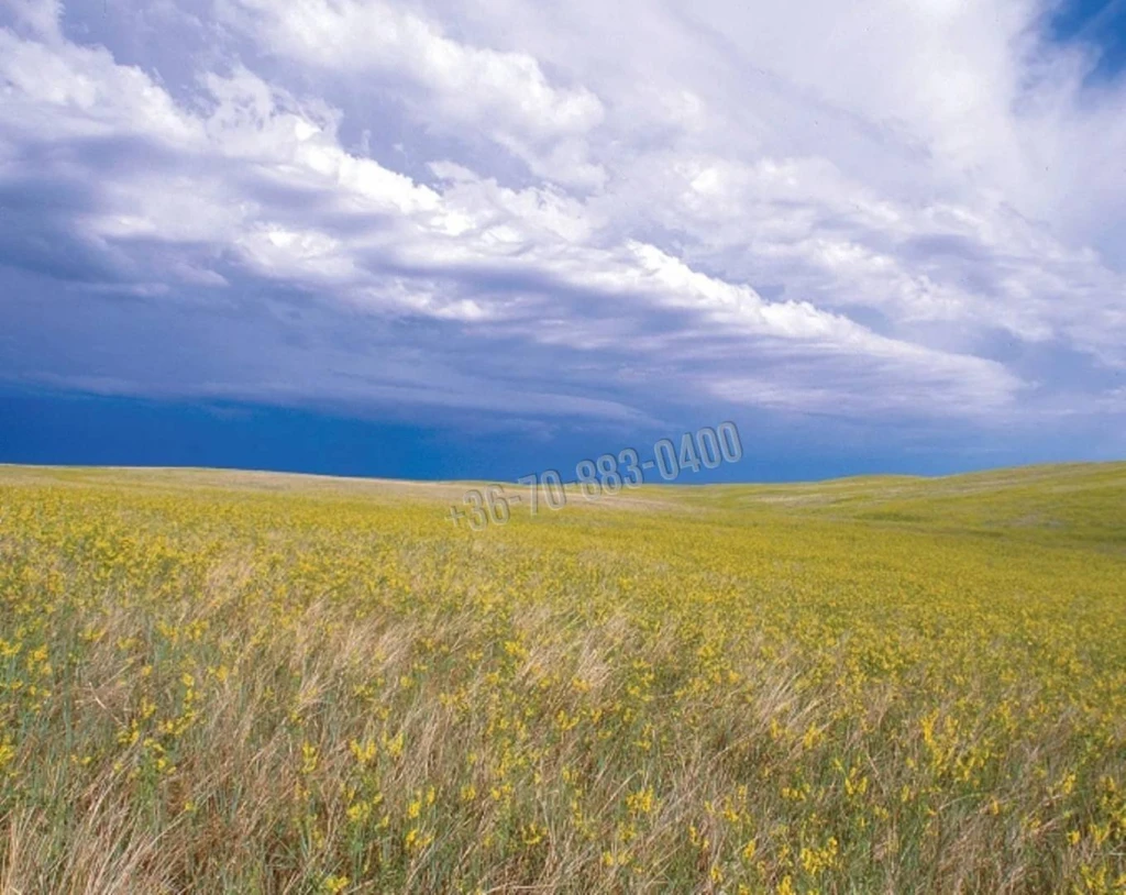 Eladó Építési telek, Dabas,  Nincs megadva, 1445nm, 15990000 Ft