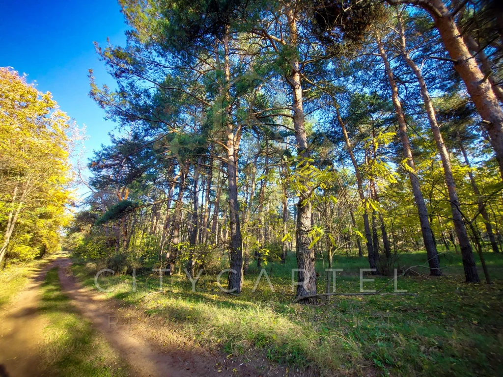 Erdőt kínálunk eladásra Papkeszin!