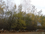 For sale forest, Ásotthalom, Kissor