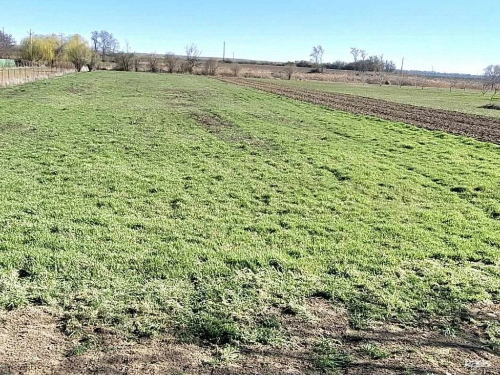Álom a Holt-Tisza partján | Vízparti építési telek Szeged-Szentmihályon