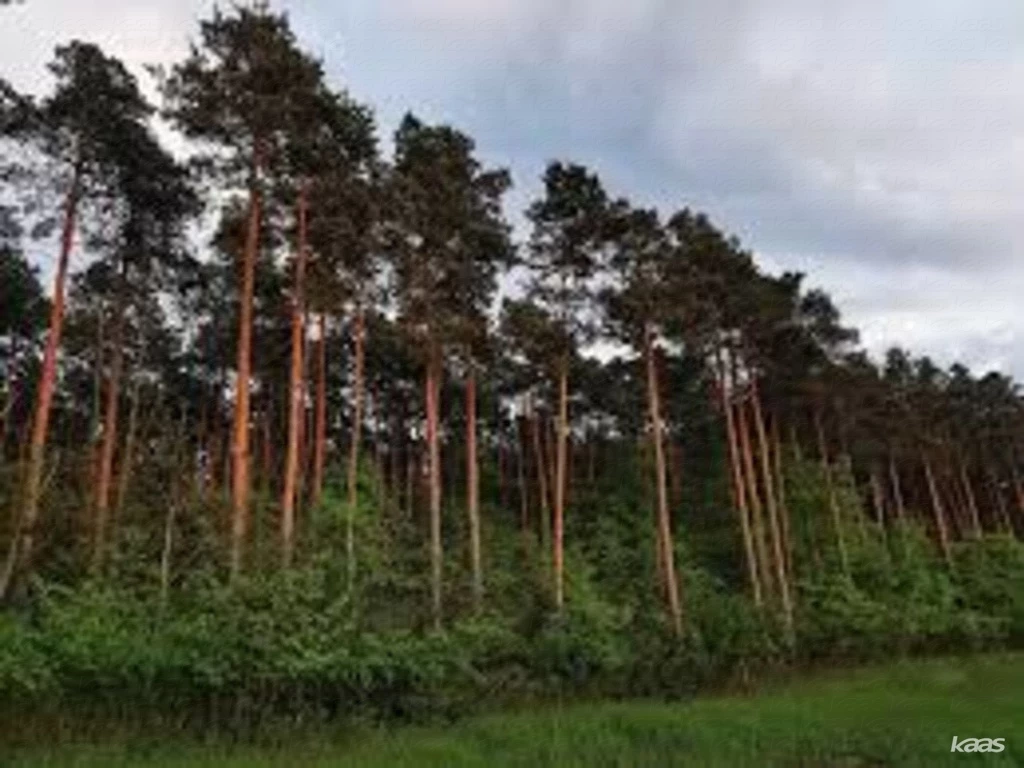 Pusztamérgesi vágásérett erdő  | Pusztamérges külterületén 13,9ha vágásérett fenyő erdő eladó