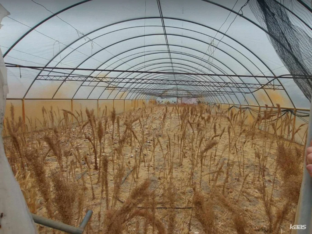 3920 m2 -es kertészet Zsombón | Fóliasátoros kertészet eladó Zsombón közel a benzinkúthoz