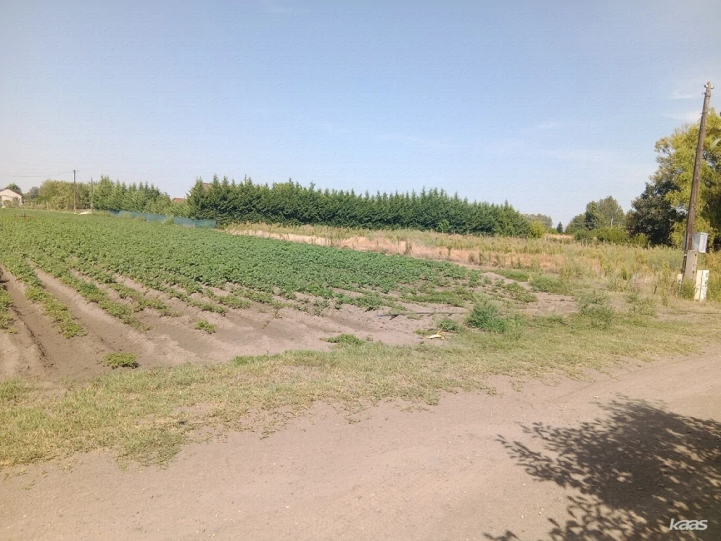 Zártkert | Mórahalmi, 1439 nm-es művelés alól kivont zártkert, 2 db egymás mellett