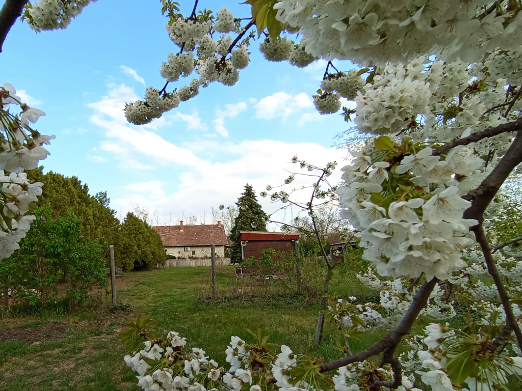 XVII. Kerület, Rózsahegy utca, 4450 m²-es, telek