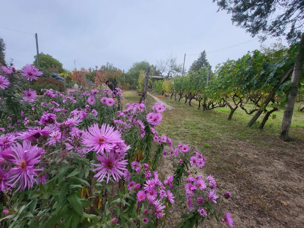 Mogyoród, HÉV-állomás környéke, 597 m²-es, telek