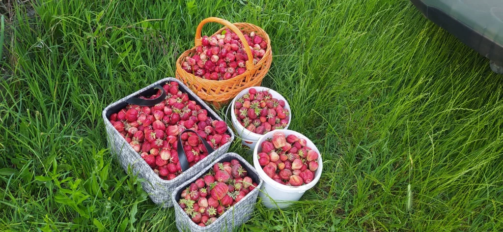 XVII. Kerület, Rákoshegy csendes mellékutcában található utca, 1000 m²-es, telek