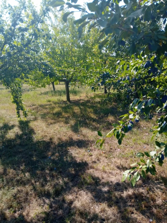 For sale periphery plot, Gyomaendrőd