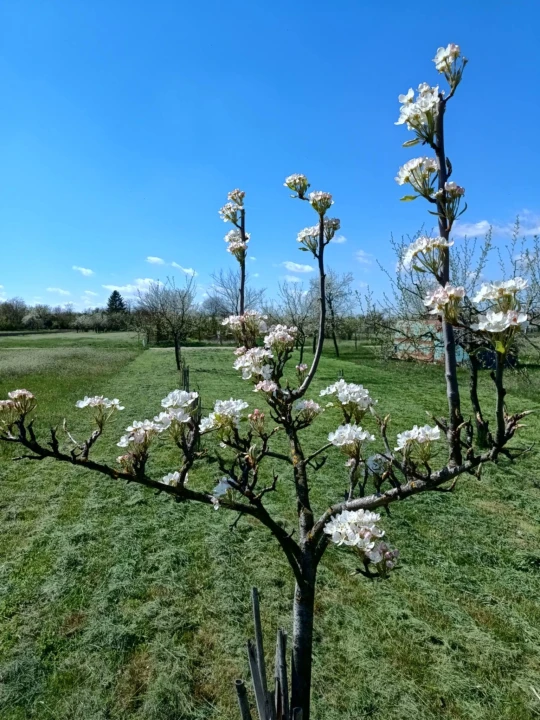 Eladó építési telek, Gyomaendrőd