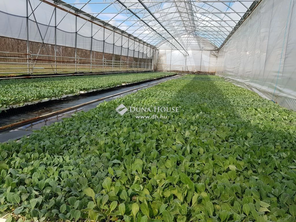 For sale plough-land, pasture, Kecskemét, Szarkás