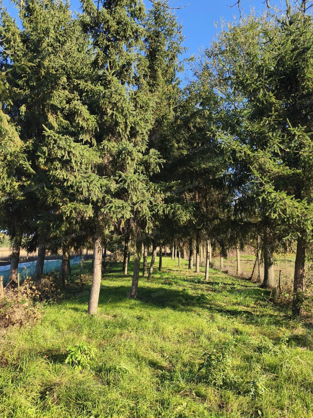 Nyírtelek Felsősóskúton eladó kis ház,nagy kertel