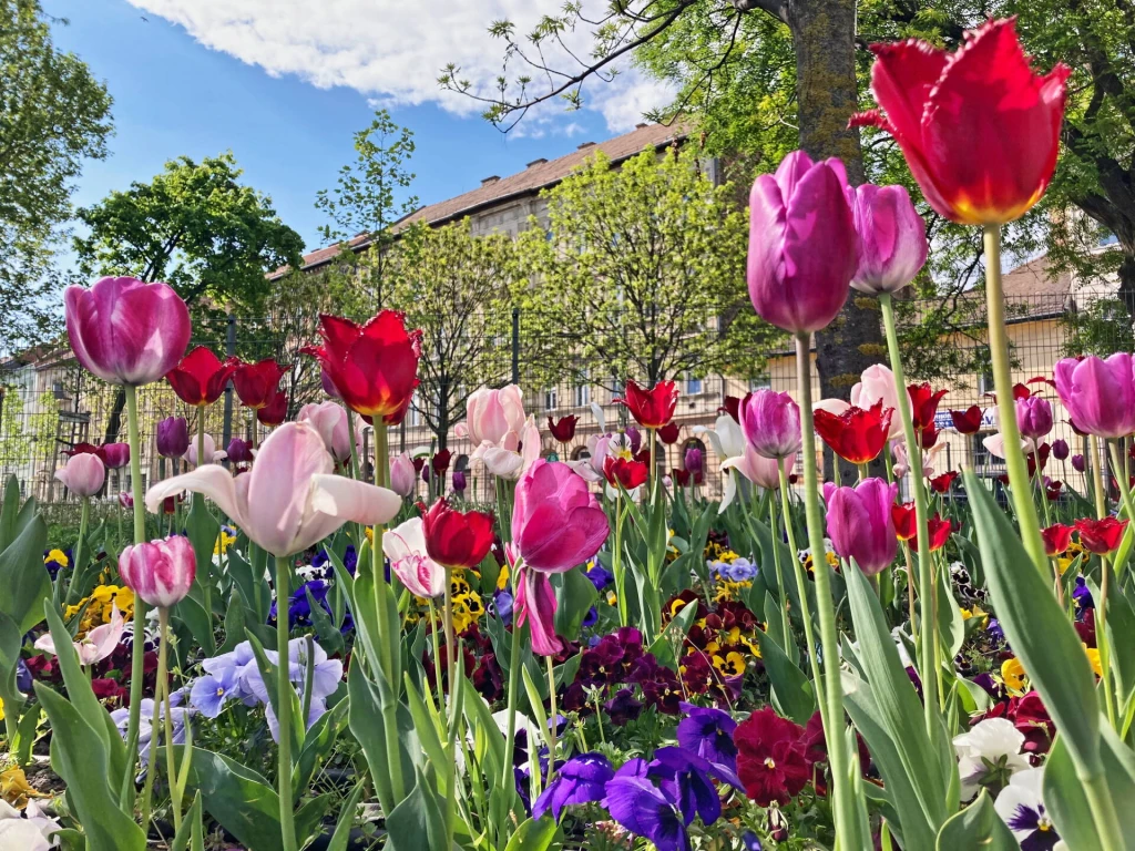 Gyönyörűen felújított, egyedi beosztású, világos lakás nagyon jó közlekedéssel!