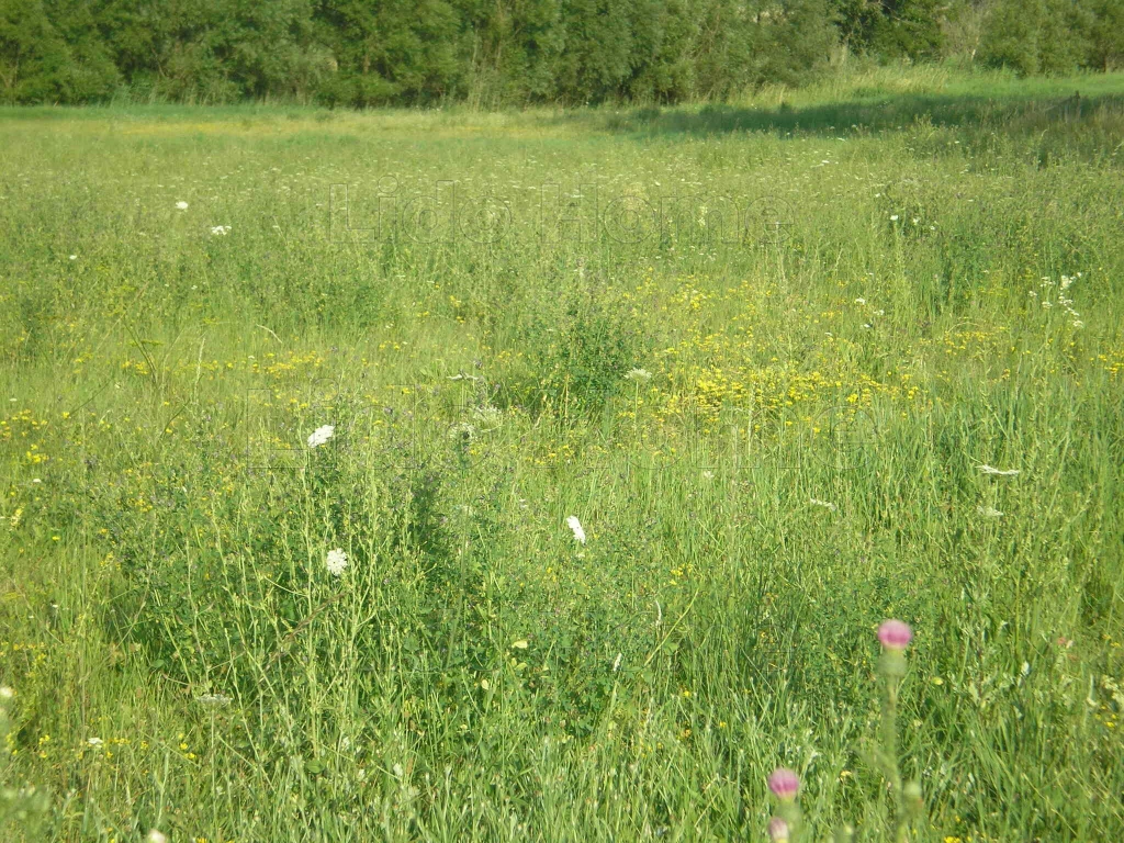 For sale building plot, Nagyberény