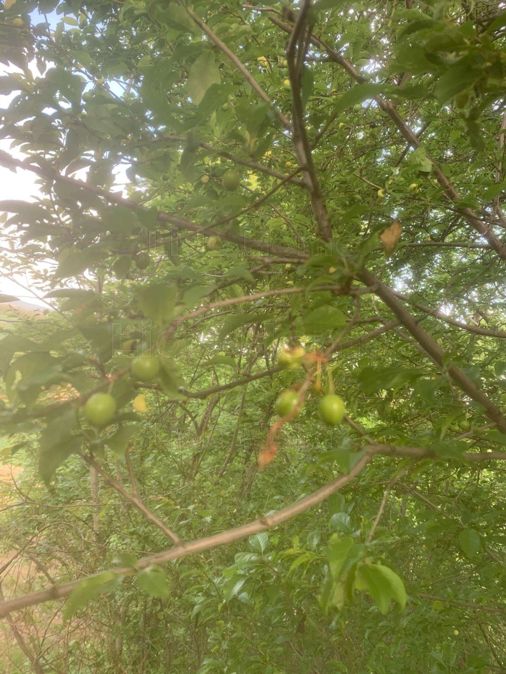 Eladó szőlő Balatonendréden