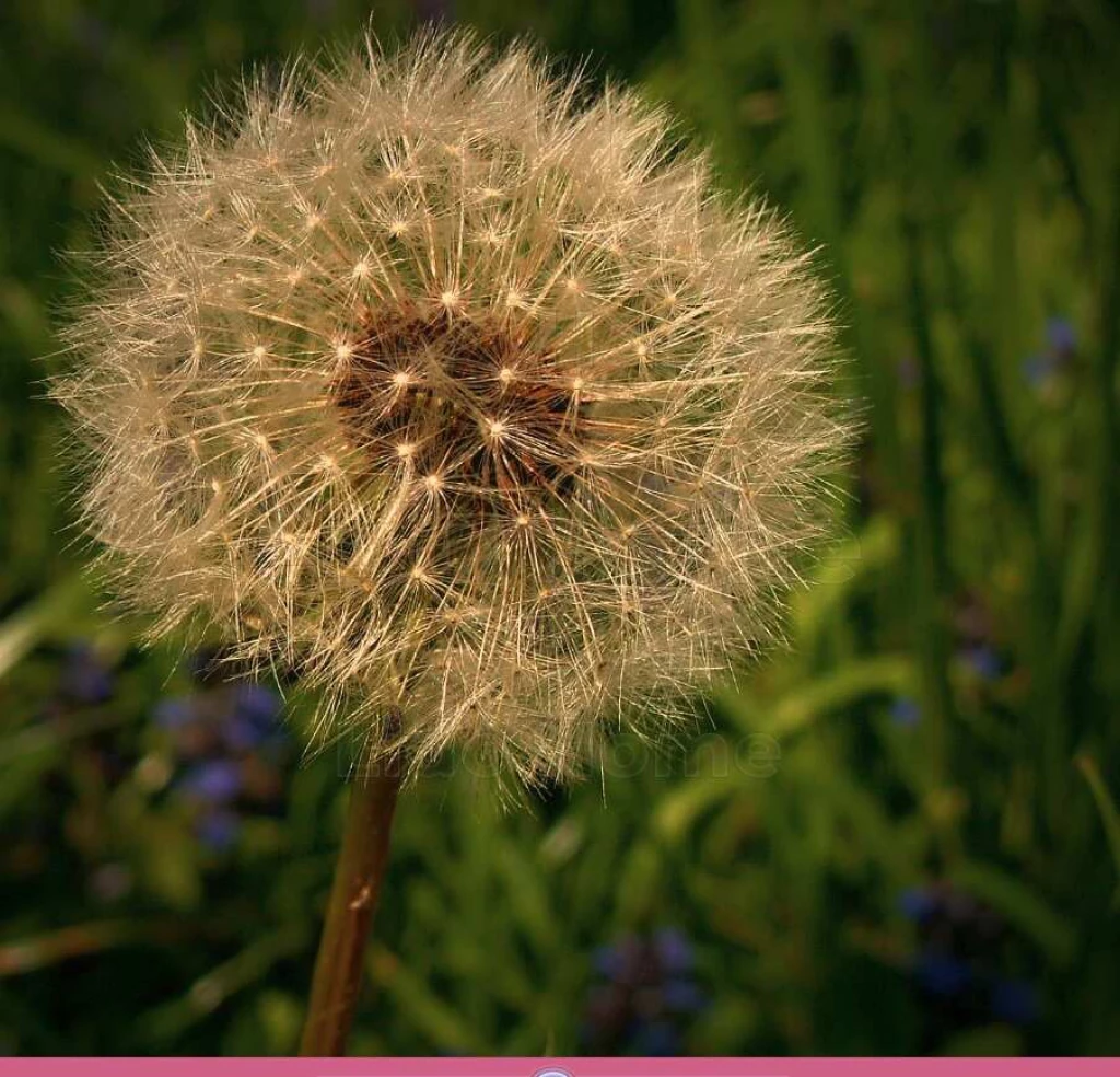 For sale closed garden, Szekszárd