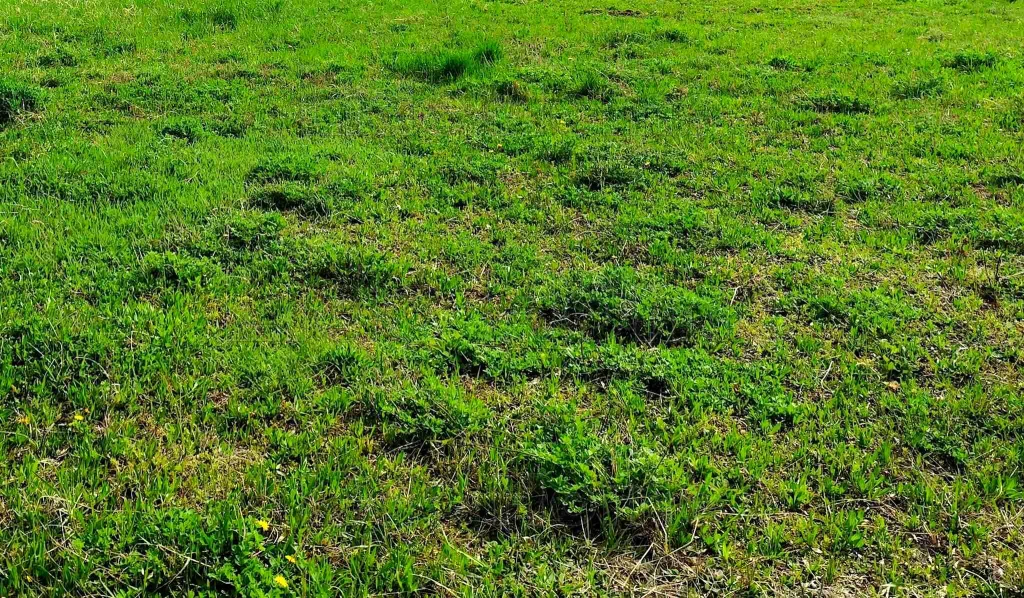 c3-1-name c2-50-name, Balatonszárszó