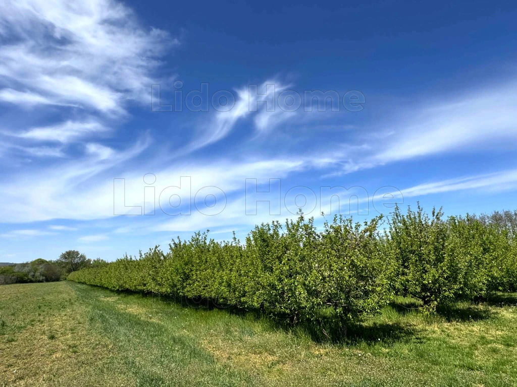 c3-1-name c2-58-name, Siófok