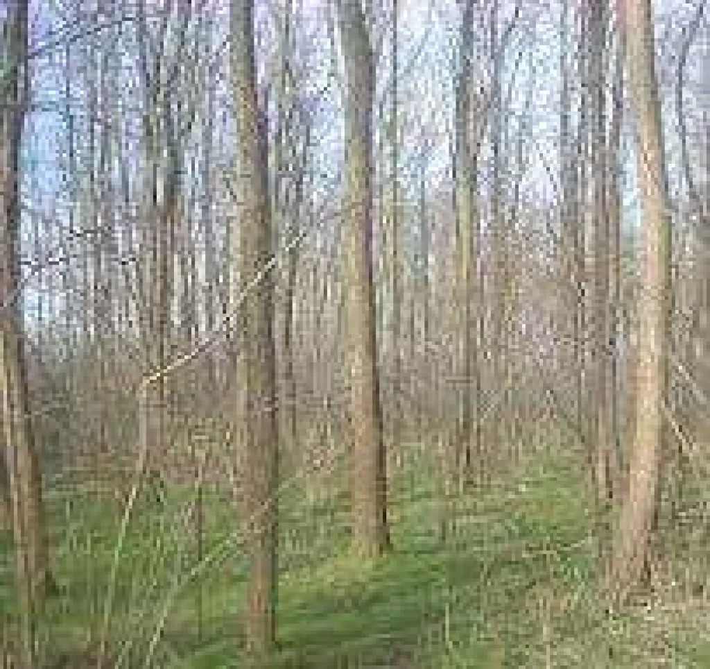 For sale forest, Balatonlelle