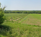 Szőlőterület eladó Balatonbogláron
