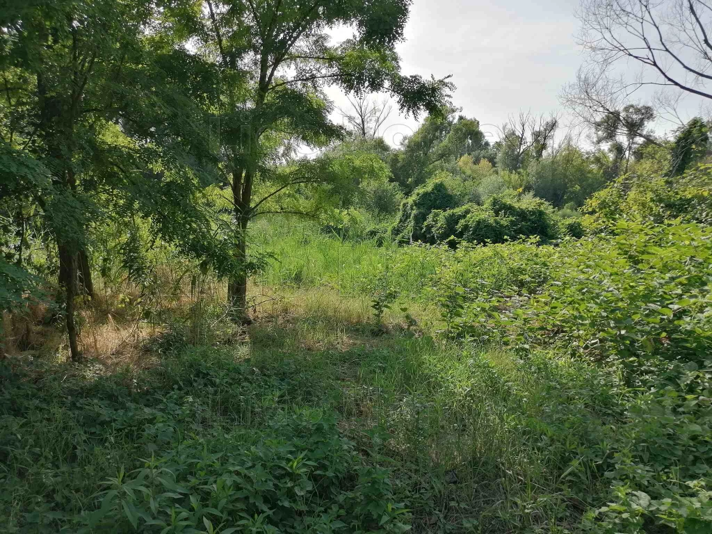 ELADÓ! ÉPÍTÉSI TELEK SZŐLŐSGYÖRÖKBEN!