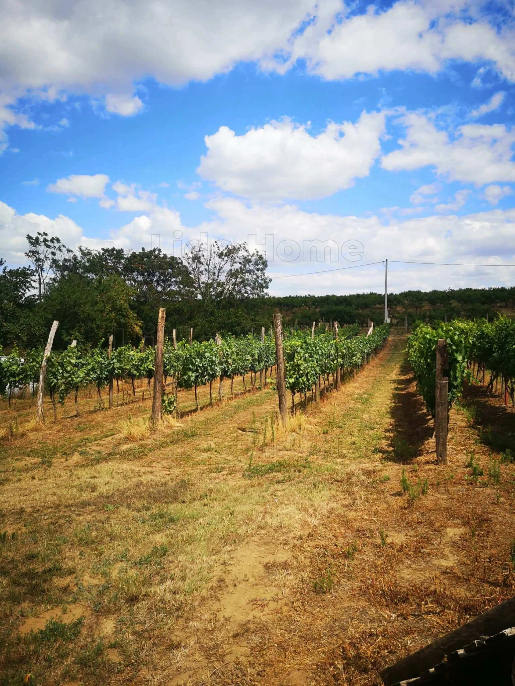 Eladó 1500 m²-es kert/telek Látrányban, mindössze 4 km-re a Balatontól