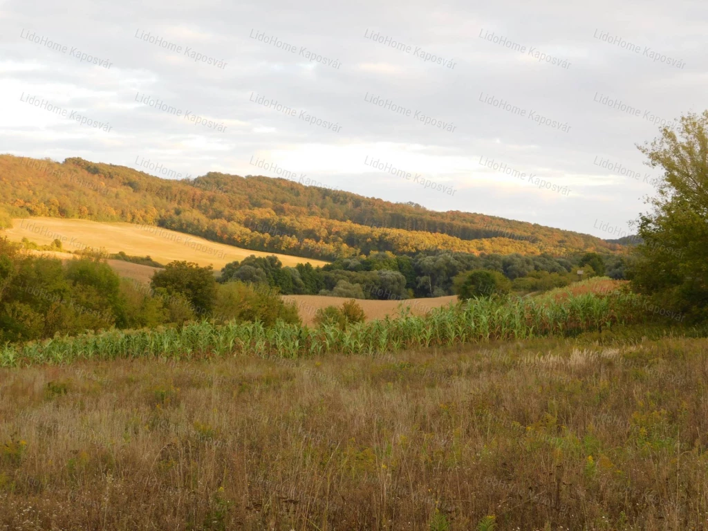 Eladó egybefüggő külterület Bonnyán! Gazdálkodásra alkalmas!