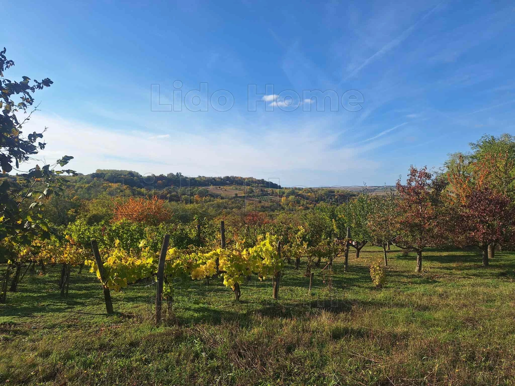 Tabon eladó szőlő ültetvény, panorámás környezetben!