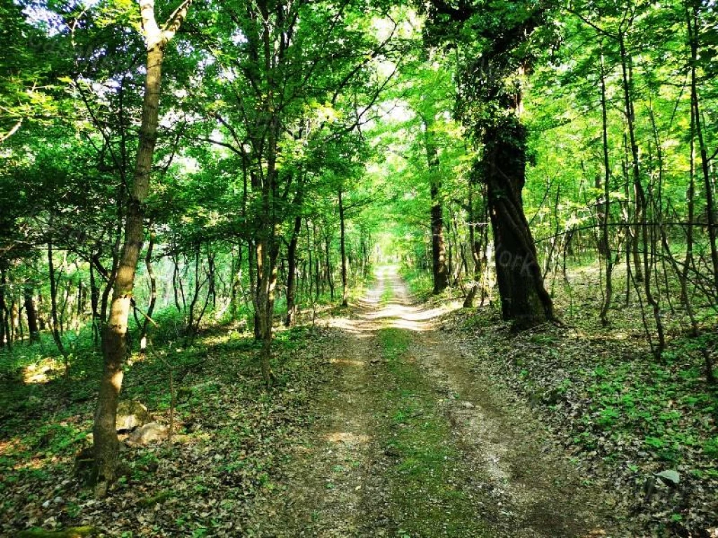 For sale forest, Zánka