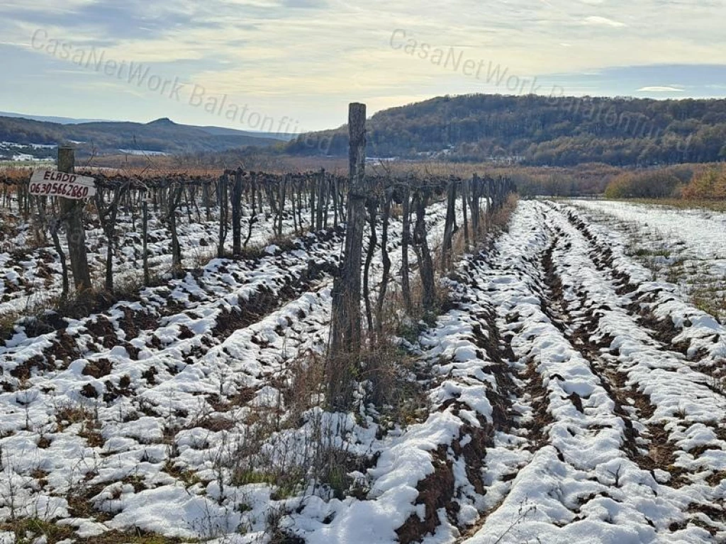 Erdő közelében -eladó MEZŐGAZDASÁGI TERÜLET BALATONCSICSÓN