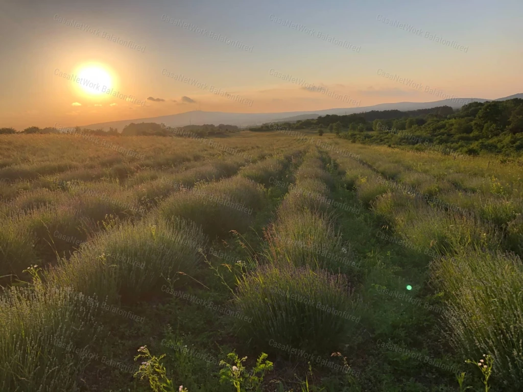 For sale plough-land, pasture, Barnag