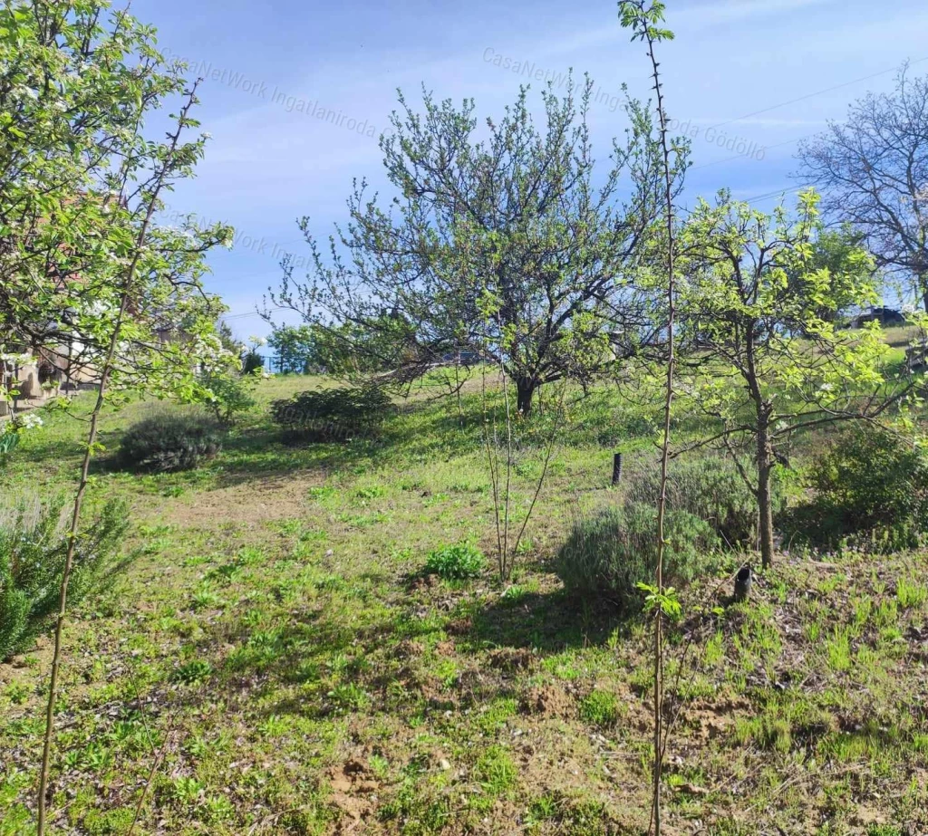 Fenyőerdő ,Panoráma, Nyugalom