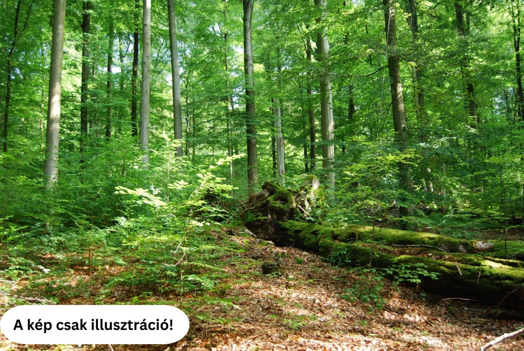 c3-1-name c2-54-name, Délegyháza