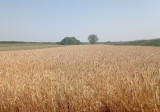 Eladó egyéb kereskedelmi-ipari, Dabas