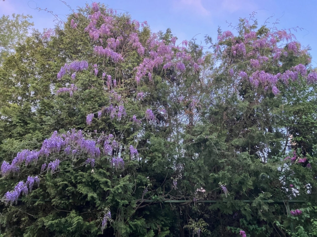 c3-1-name c2-1-name, Ráckeve