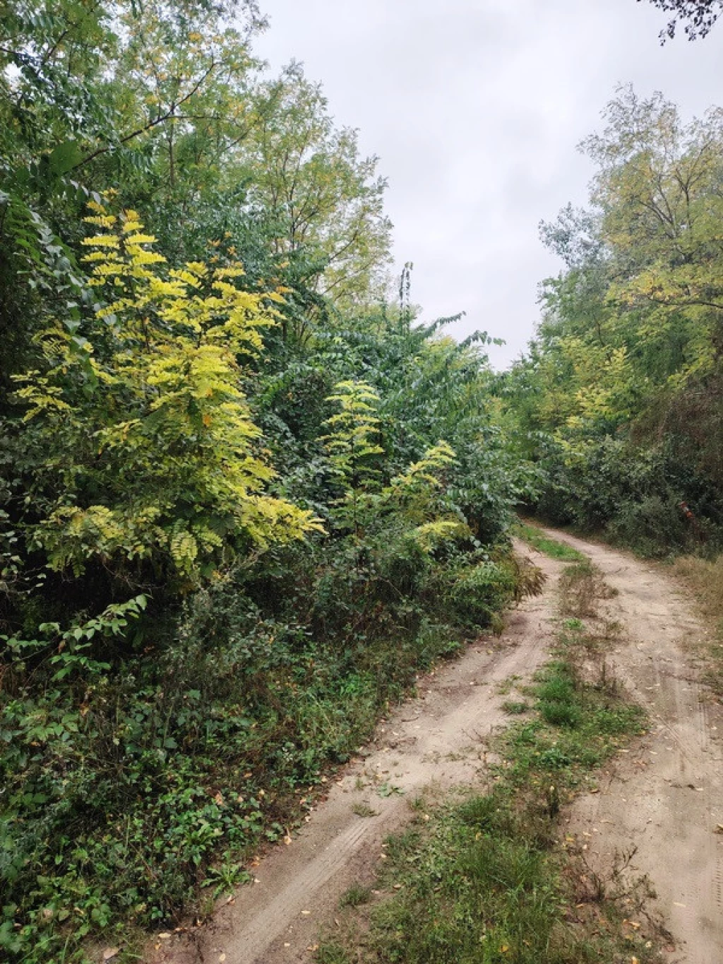 Eladó egyéb mezőgazdasági ingatlan, Dabas