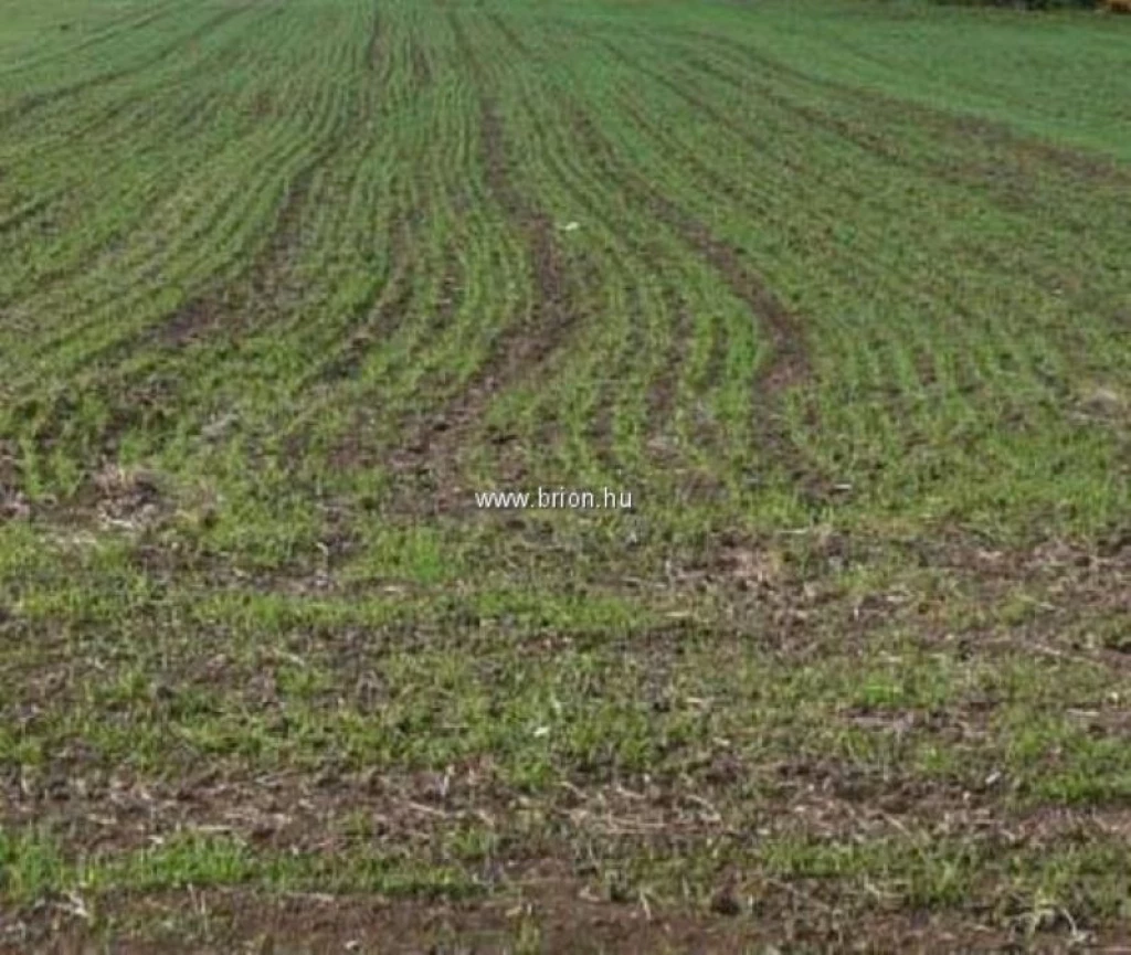 Eladó egyéb telek, Dabas