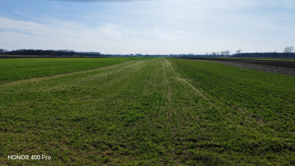 Eladó egyéb mezőgazdasági ingatlan, Vasad