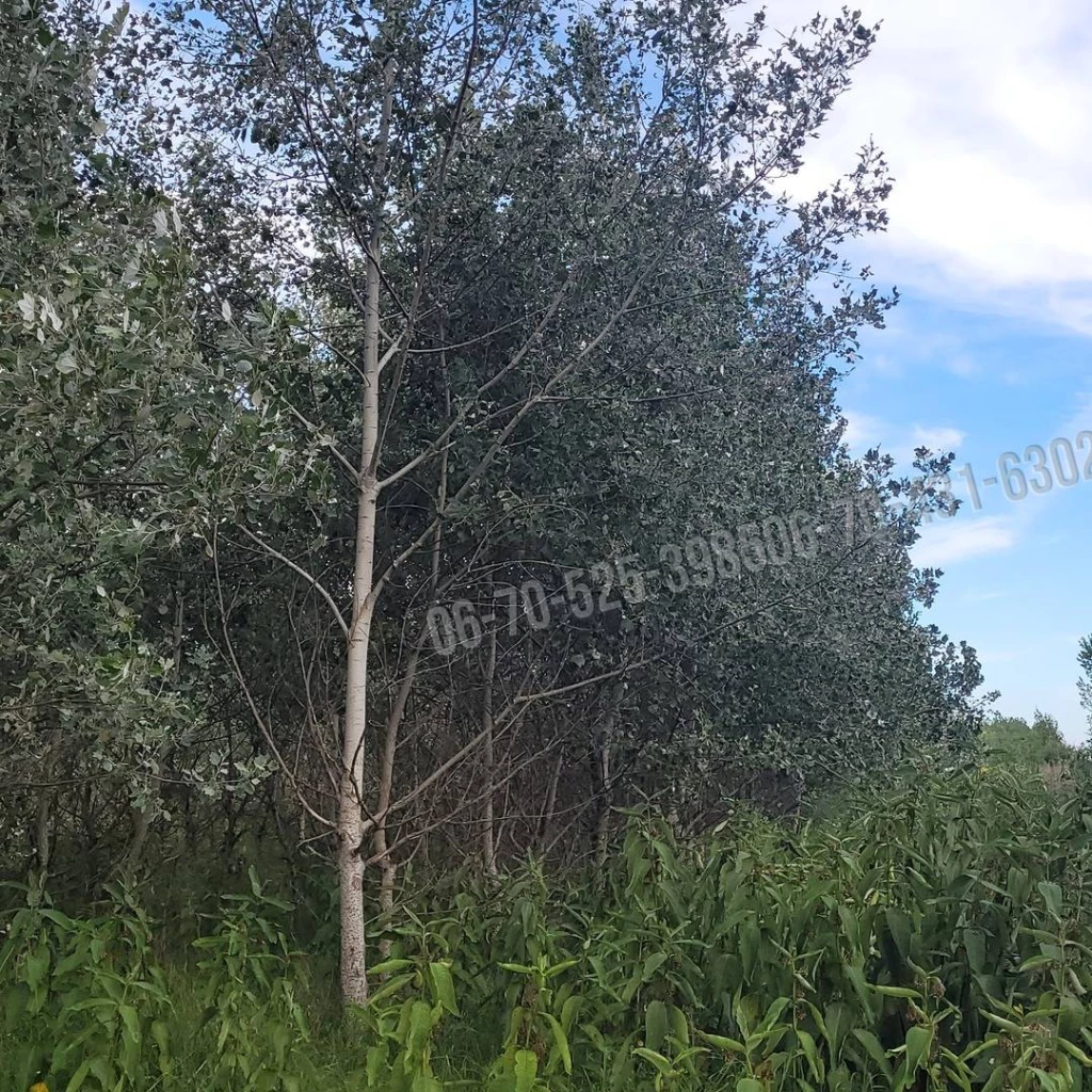 For sale periphery plot, Mikebuda