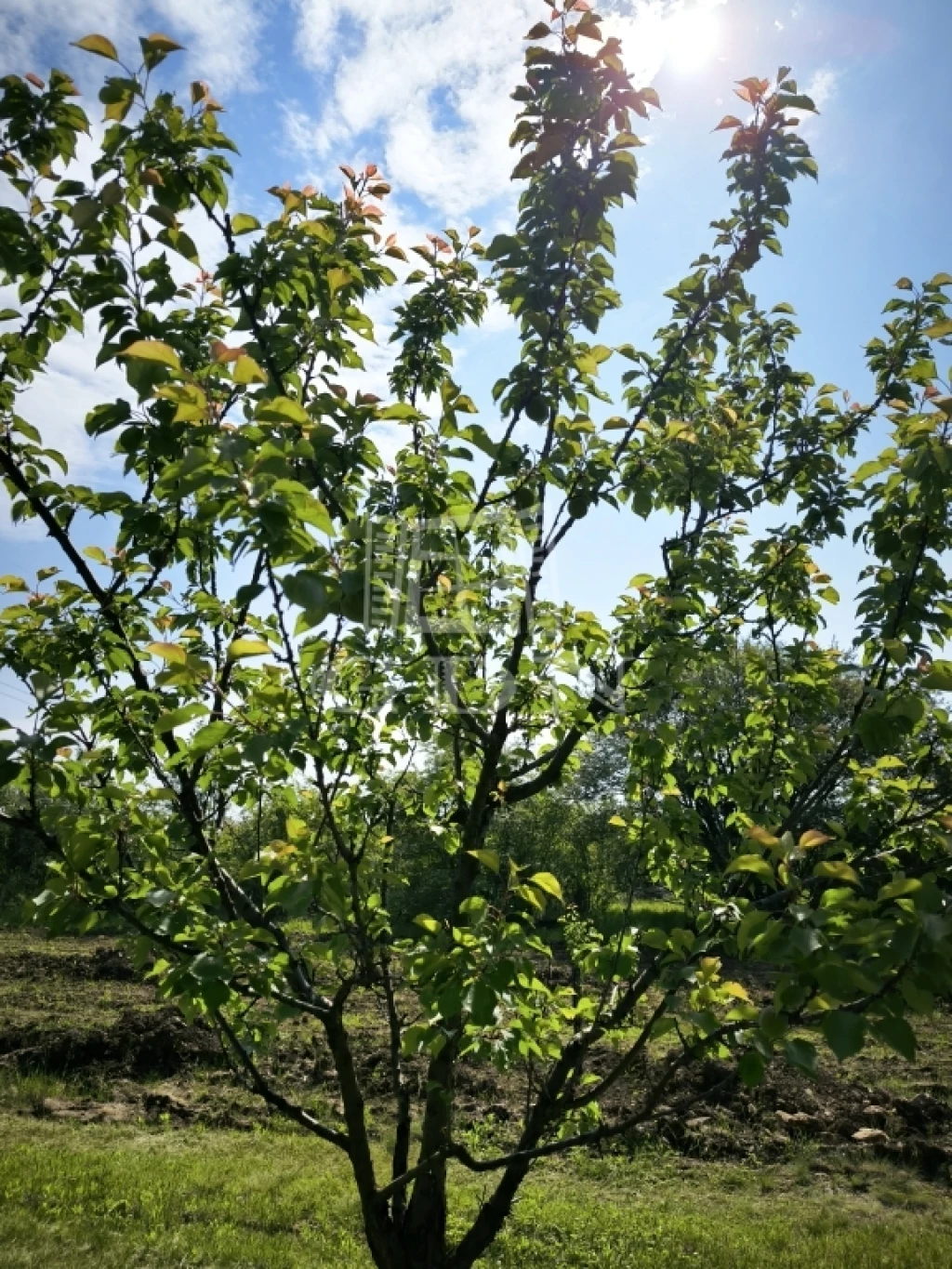 For sale orchard, Pomáz, Dolinai út