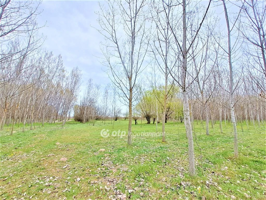 For sale periphery plot, Nagykőrös, Külterület