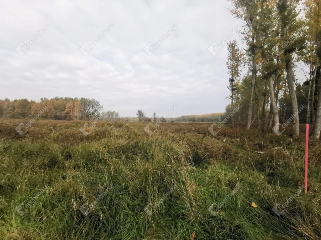 For sale forest, Alsópáhok