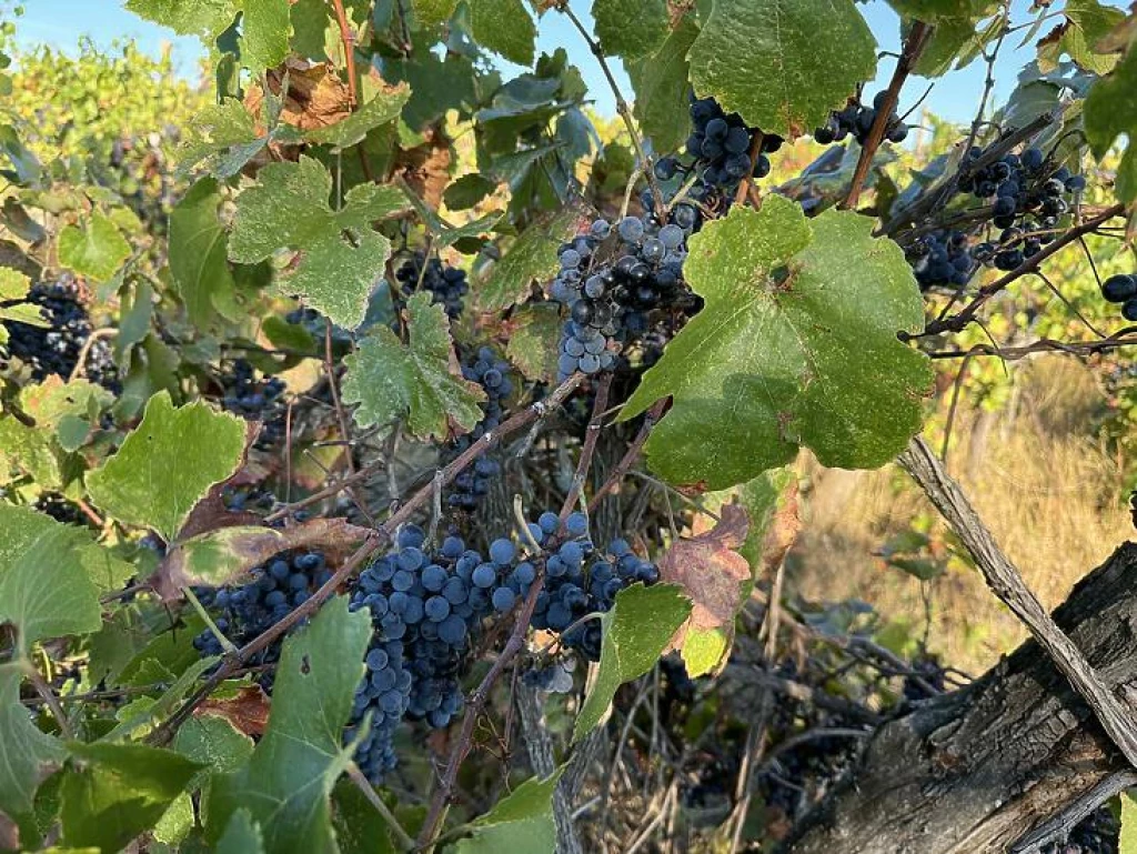 Eladó külterületi telek, Dunakeszi