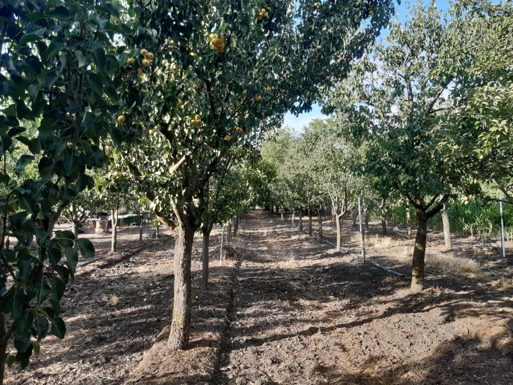 Jászdózsán 9483 nm-es telken, 4 hrsz-on lévő ingatlan, ház eladó