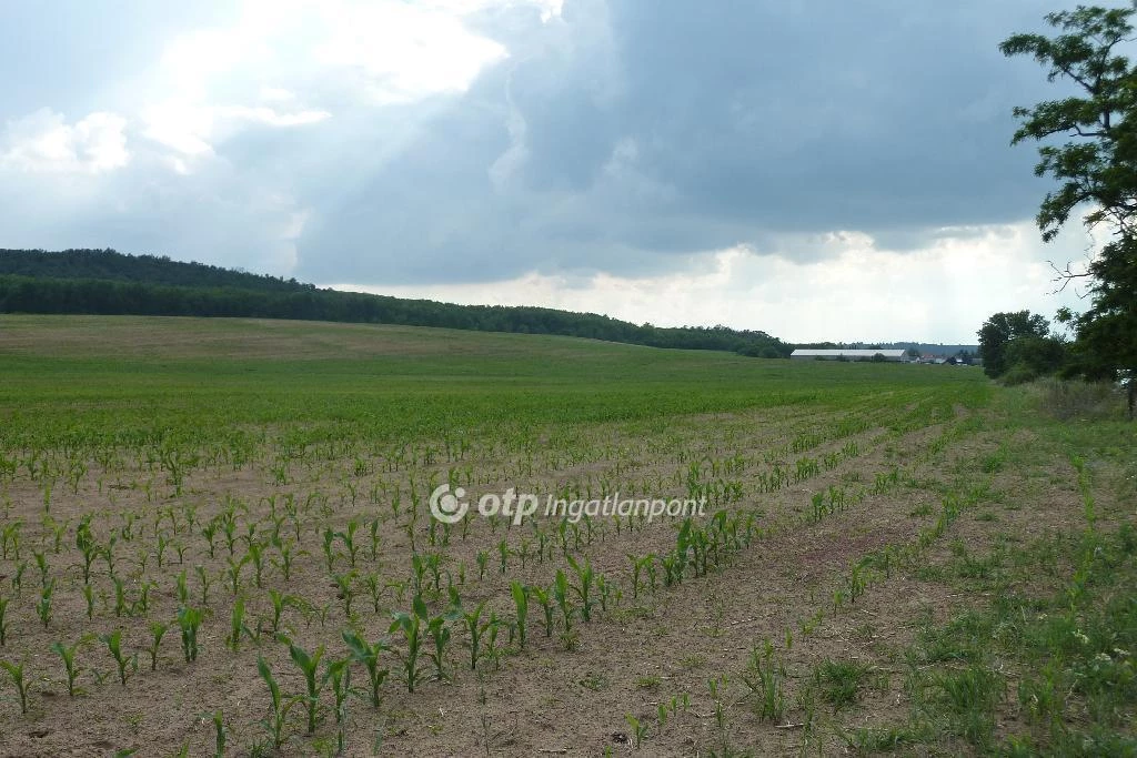 For sale building plot, Isaszeg